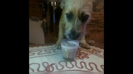Dog enjoy smothie from a glass ( Record from Sport Cam and other angle)