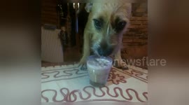 Newsflare Edit - Dog enjoy smothie from a glass ( Record from Sport Cam and other angle)