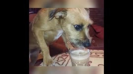 Dog enjoy smothie from a glass