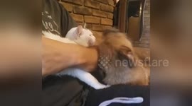 Dog gets incredibly jealous when owner pets cat