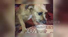 Dog enjoys a smoothie on a hot day