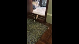 Beagle Puppy 4 Weeks Old Tries Carrying a Slipper up The Stairs