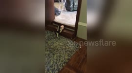 Newsflare Edit - Beagle Puppy 4 Weeks Old Tries Carrying a Slipper up The Stairs