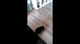 Cute bunny making friends with smiley face balloon