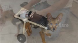 Adjusting used cart for new dog