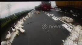 Hundreds of ducks stranded on motorway after crash in China