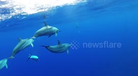 Spinner Dolphin in Niue