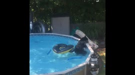 Black bear in backyard pool