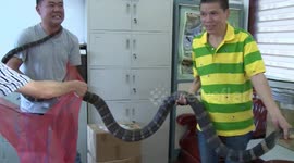 Snake expert bare-handed catches king cobra