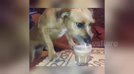 Dog enjoys a smoothie on a hot day