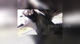 Newsflare Edit - Husky for first time in the car window