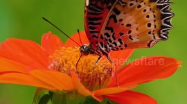 Tropical butterflies feeding in a garden