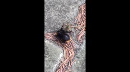 Wasp eating the insides of a headless bumble bee through its neck