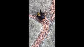 Wasp eats the insides of a massive bumble bee