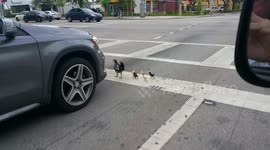 Hen crosses road with chicks, stopping commuter traffic