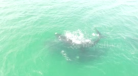 Southern right whales. False bay Cape town