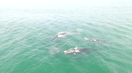 Southern write whales amazing footage
