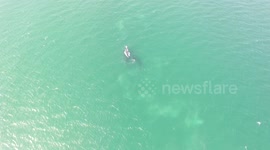 Rare HD footage family of whales