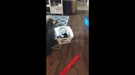 Sock Thief! Henry the Golden Retriever Puppy is Stealing Socks Again!