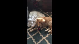 Sneaky Puppy Tealing Socks From the Laundry Basket