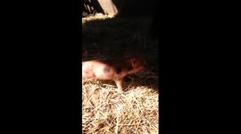 Newborn mini piglet sneezes are the cutest
