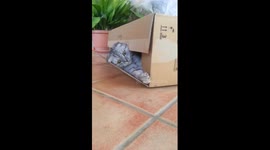 Pugandcat : cat vs box