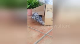 Newsflare Edit - Pugandcat : cat vs box