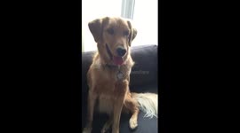 Buddy The Golden Retriever Doing Math At 1 Year Old