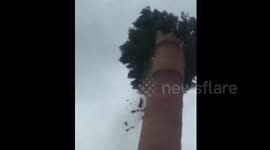 Strong wind caused by Typhoon Meranti blows a “chimney tree” down