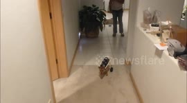Disabled puppy gets makeshift wheelchair so he can get about