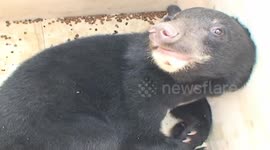 Black bear is found in construction site