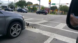 Newsflare Edit - Hen crosses road with chicks, stopping commuter traffic