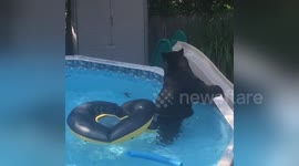 Black bear cools down in backyard pool