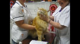 Enormous Maine Coone cat basks in glory