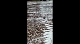 Kangaroo swims to safety in flooded Australian town