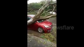 Large numbers of cars damaged by trees blown down by Typhoon Meranti
