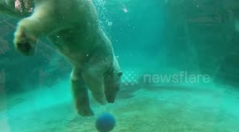 Polar Bear Underwater Basketball Dribble Skills