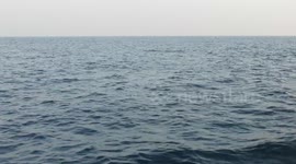 Amazing encounter with a pod of Pilot Whales