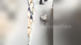 Seagull strolls into warehouse and attacks the staff
