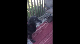 Jonathon the raccoon and Roxy enjoying watermelon on a hot summer day
