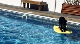 Dog waits in iconic yoga pose to play fetch