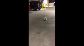 Curly the comedy dog