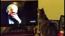 Cat watching The Bourne Supremacy