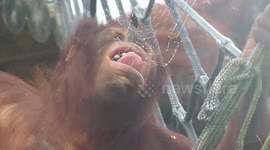 Baby orangutan loves eating spider webs