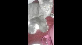 Suite de chaton sauvé