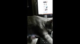 Suite du chaton mort et sauvé