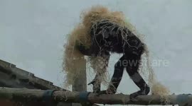 Young bonobo comes up with new fashion in zoo enclosure