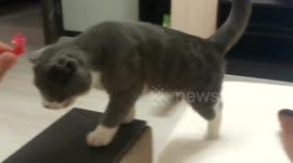 Cat want be a DOG =)