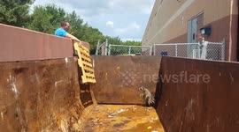 Family of raccoons rescued from dumpster