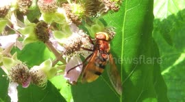 Heatwave insects